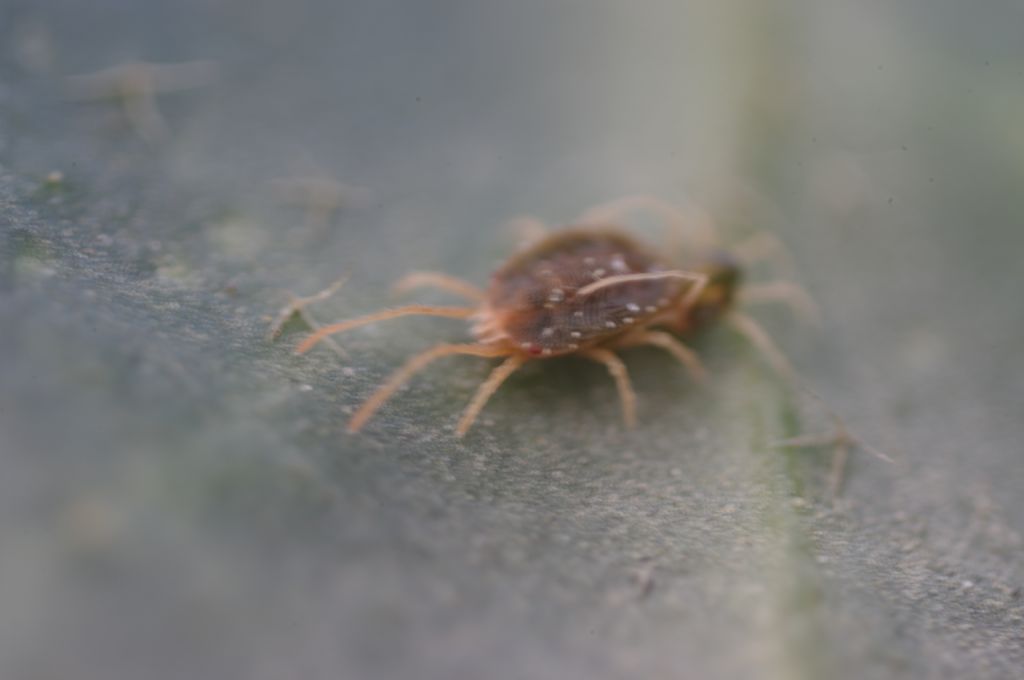 Acari su foglie di edera: cfr.  Tetranychidae - Rende (CS)